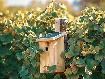 А вы уже построили домик для скворца?
