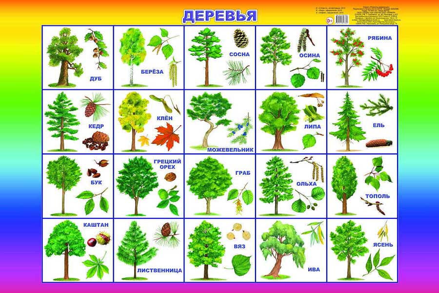 trees_i.jpg